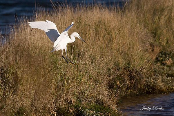 L'aigrette garzette atterrissant dans le marais C'est ce que je recherche comme attitude photographique chez l'aigrette garzette.